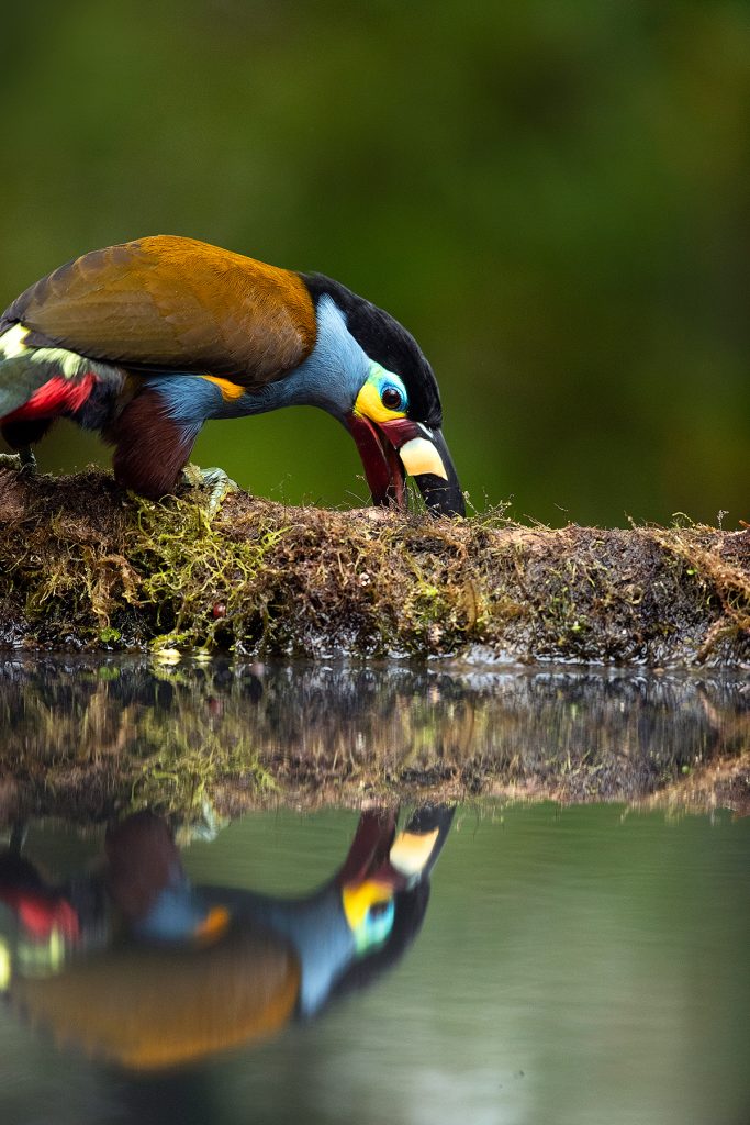 Cloud Forest Couriers: Life of the Plate-billed Mountain Toucan | Tropical Photo Tours Plate Billed Mountain Toucanblog13 1 | Tropical Photo Tours