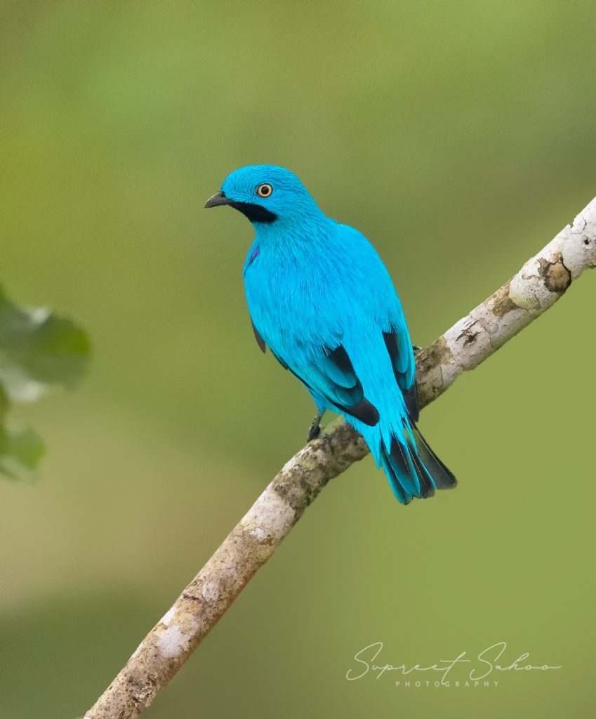 Jewel of the Amazon: Plum-Throated Cotinga | Tropical Photo Tours Plum throated cotinga | Tropical Photo Tours