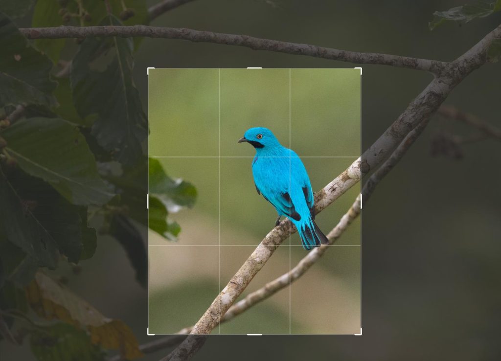 Jewel of the Amazon: Plum-Throated Cotinga | Tropical Photo Tours Plum throated cotinga blog3 | Tropical Photo Tours
