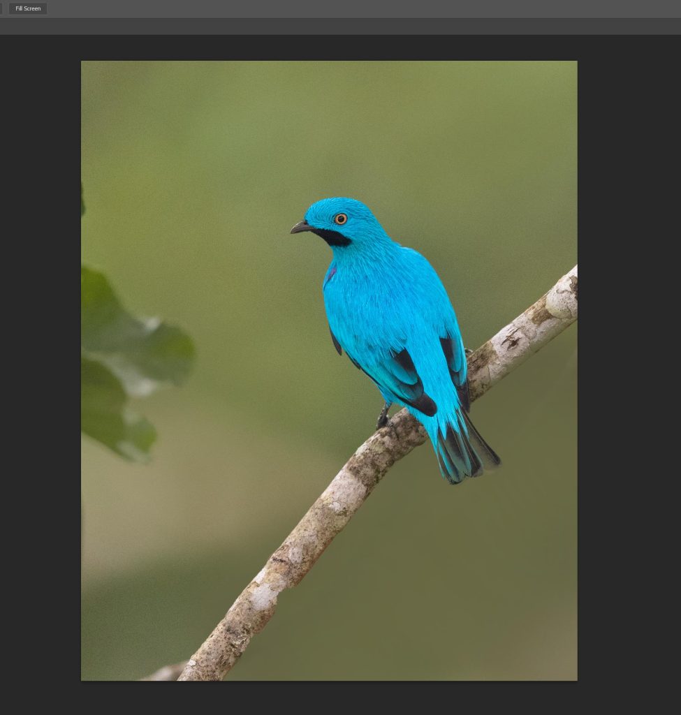 Jewel of the Amazon: Plum-Throated Cotinga | Tropical Photo Tours Plum throated cotinga blog4 | Tropical Photo Tours