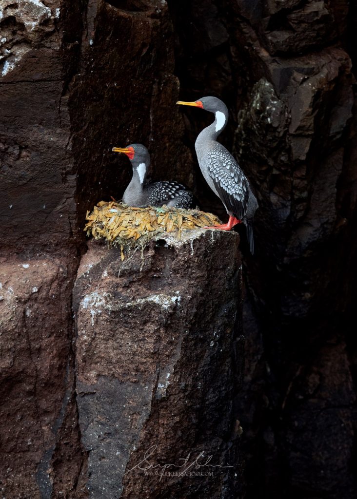 Coastal Jewels: Spotting Red-legged Cormorants in South America | Tropical Photo Tours Red Legged Cormorant | Tropical Photo Tours