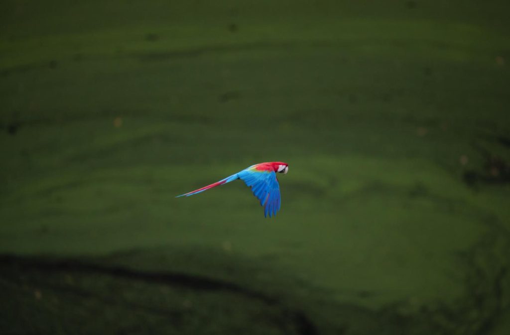 The Vibrant Life of Red and Green Macaws | Tropical Photo Tours Red and Green Macaws | Tropical Photo Tours
