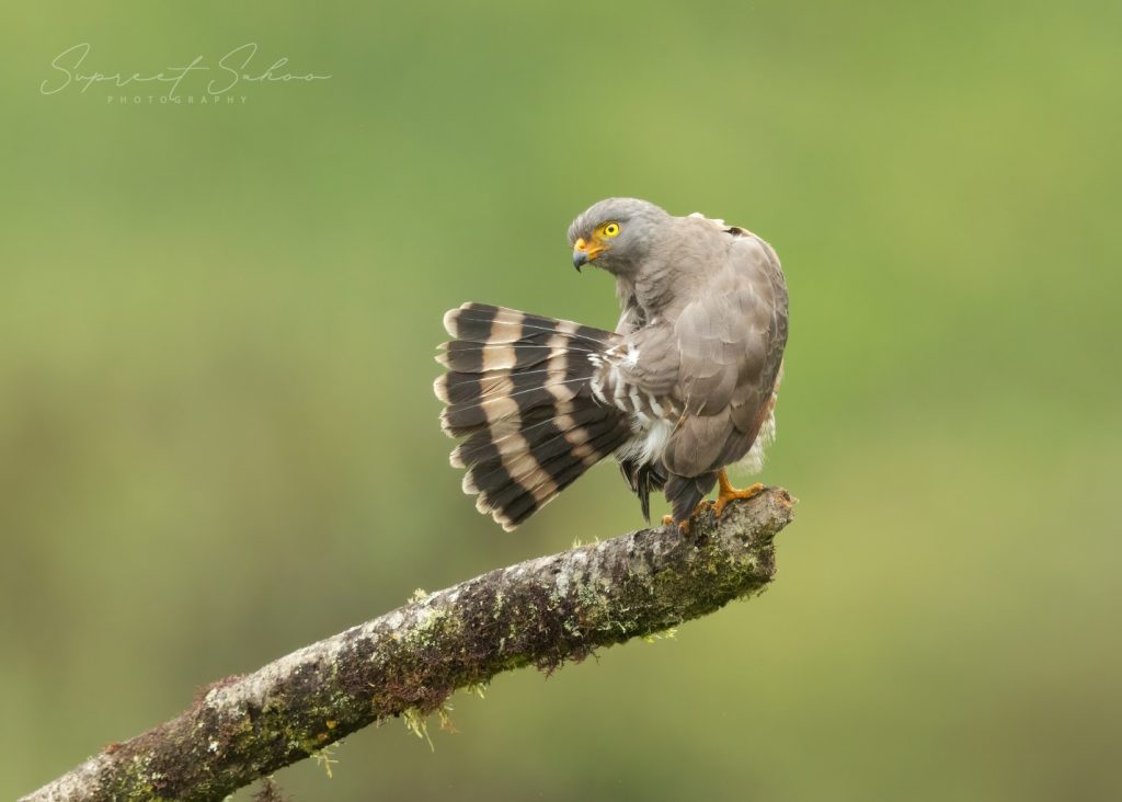 Highways and Hunting Grounds: Life of the Roadside Hawk | Tropical Photo Tours Roadside Hawk | Tropical Photo Tours