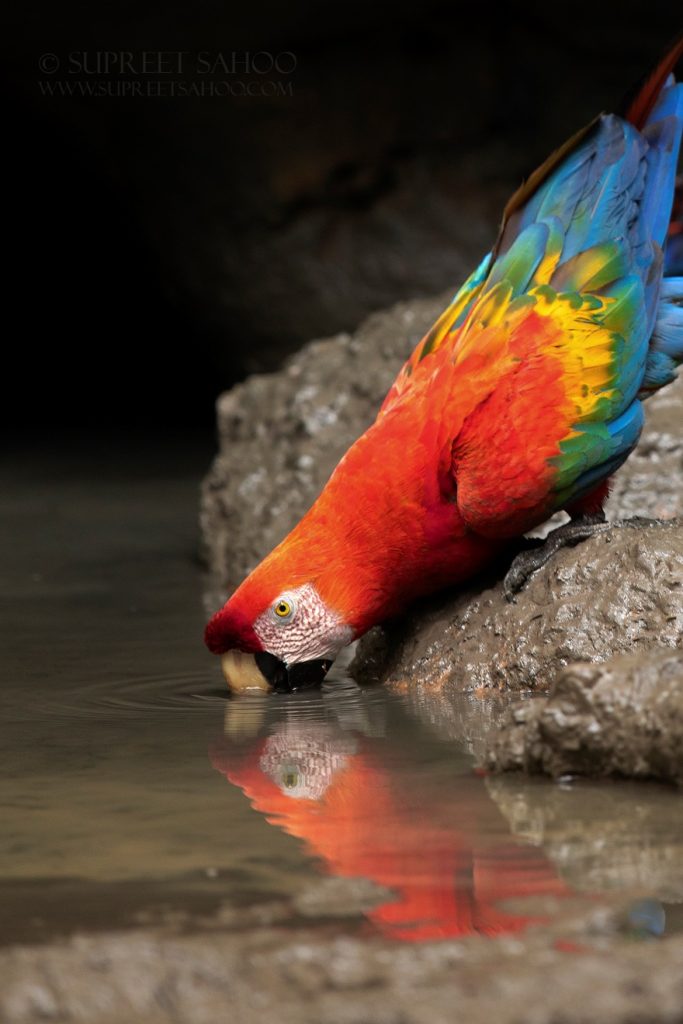 The Scarlet Macaw's Amazon Odyssey | Tropical Photo Tours Scarlet macaw | Tropical Photo Tours