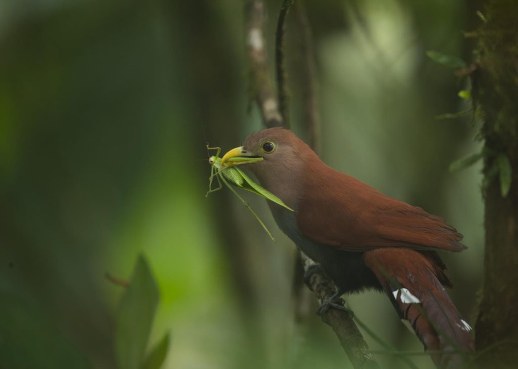 Curious World of the Squirrel Cuckoo | Tropical Photo Tours Squirrel Cuckoo | Tropical Photo Tours