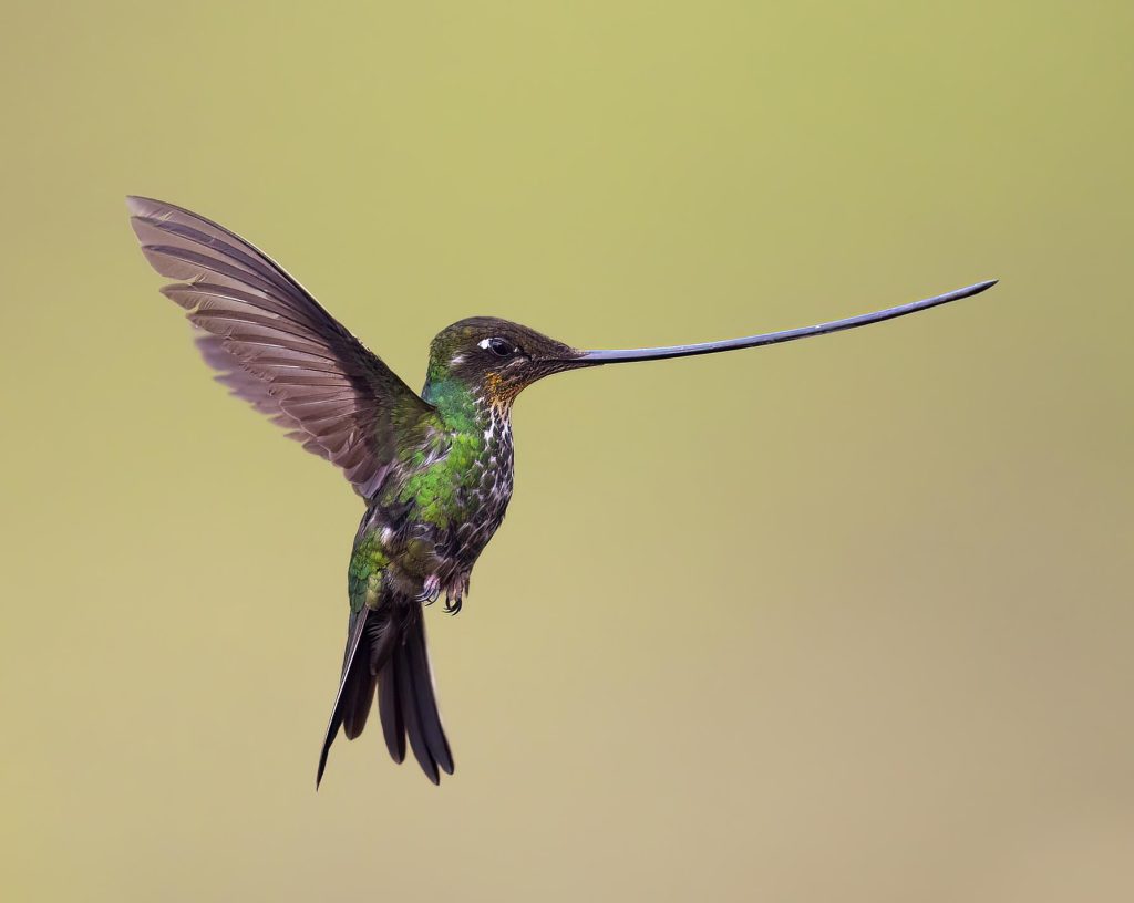 Long-Billed Wonder: Exploring the Sword-billed Hummingbird | Tropical Photo Tours Sword billed hummingbird | Tropical Photo Tours