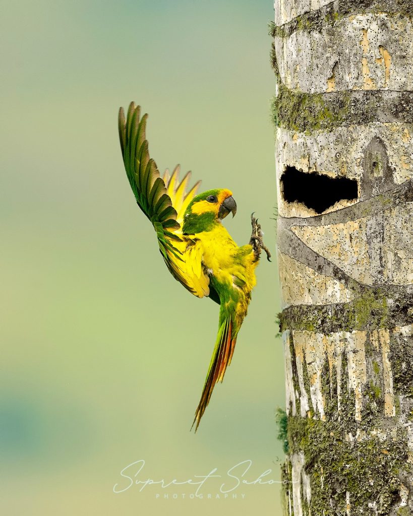 Whispers in the Mist: Yellow-eared Parrot | Tropical Photo Tours Yellow Eared Parrot | Tropical Photo Tours
