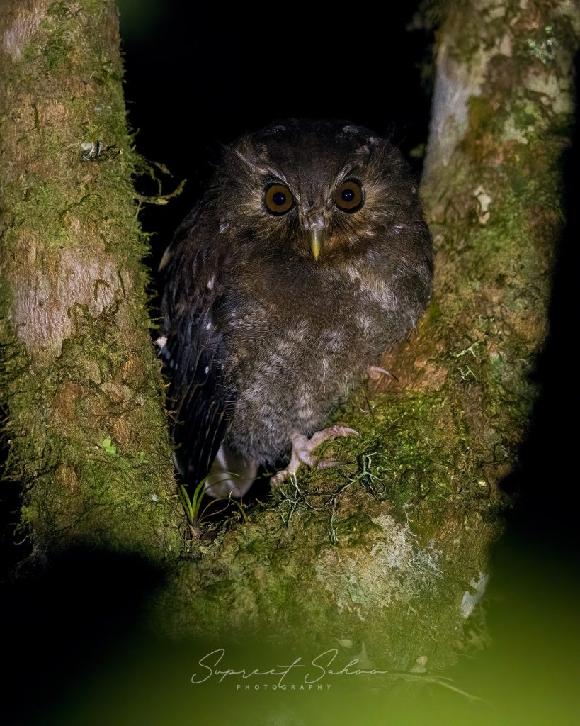 The Enigmatic Long-whiskered Owlet | Tropical Photo Tours long whiskered owlet | Tropical Photo Tours