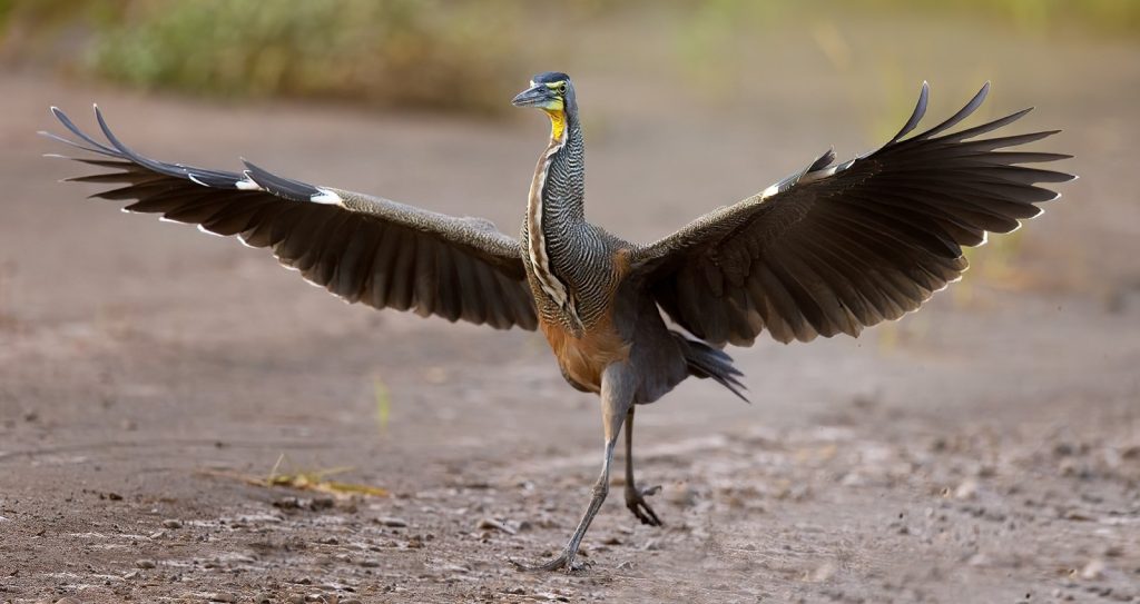 costa rica tour banner image 1 | Tropical Photo Tours