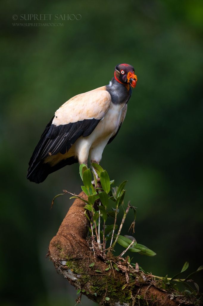 Costa Rica Through the Lens: A Country Where Nature Speaks in Detail | Tropical Photo Tours Costa Rica Through the lens Costa Rica Bird Photo Tour | Tropical Photo Tours