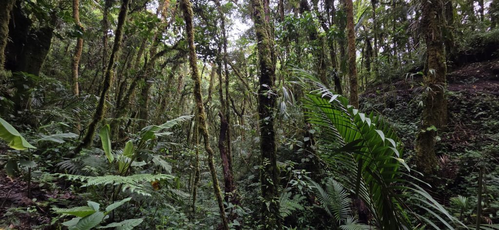 Costa Rica Through the Lens: A Country Where Nature Speaks in Detail | Tropical Photo Tours costa rica jungle Costa Rica Bird Photo Tour | Tropical Photo Tours