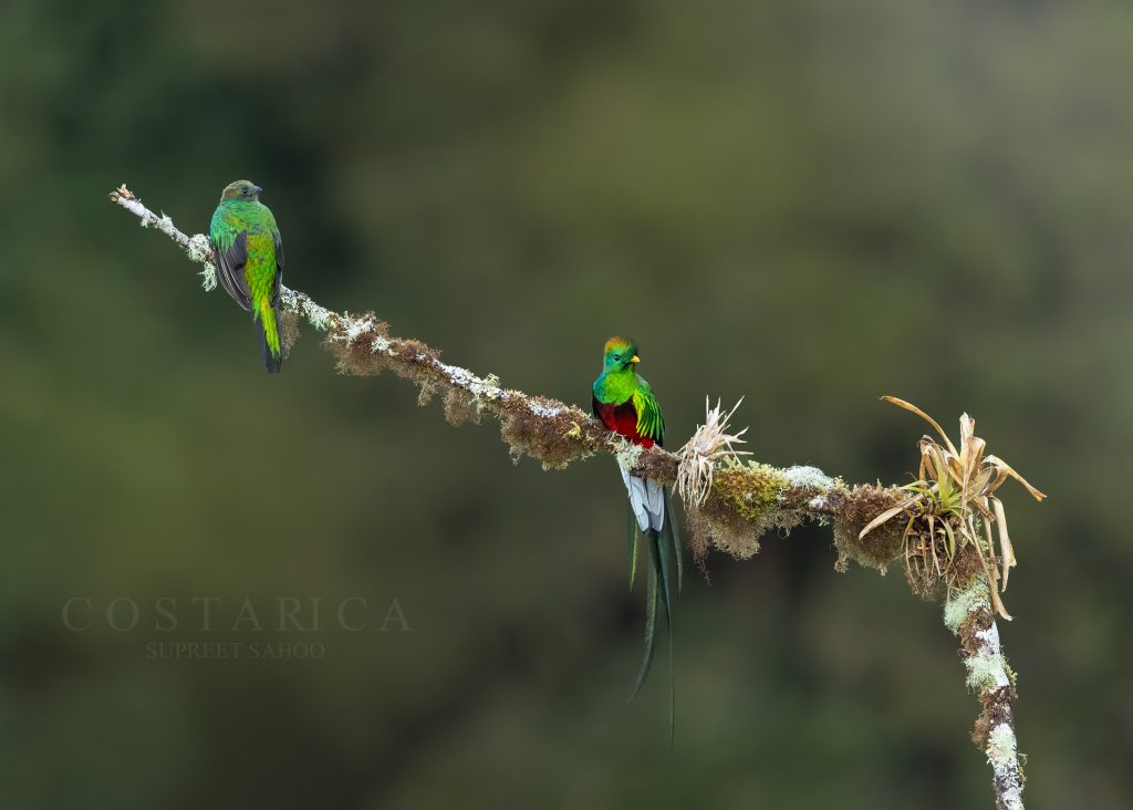 Costa Rica Through the Lens: A Country Where Nature Speaks in Detail | Tropical Photo Tours resplendent quetzal Costa Rica Bird Photo Tours Country Where Nature Speaks | Tropical Photo Tours