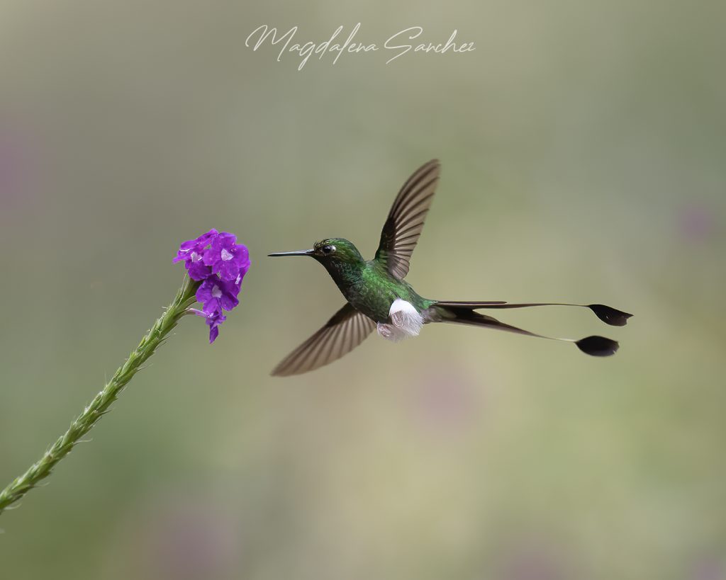 Ecuador Photo Adventure – 10 Days of Birds, Beauty & Friendship | Tropical Photo Tours 70A5126 copy | Tropical Photo Tours