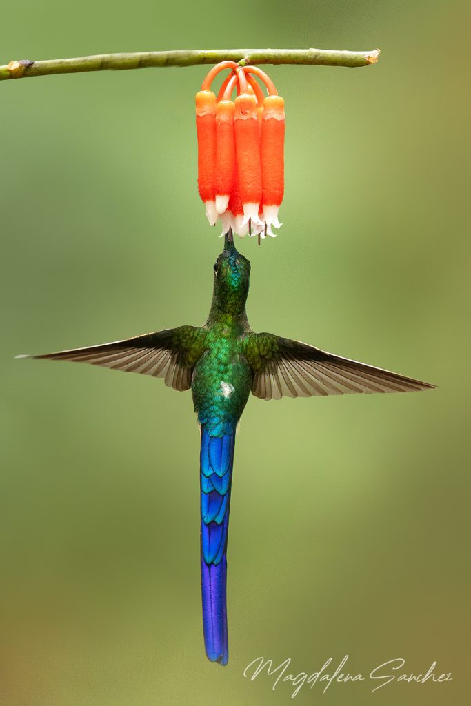 Ecuador Photo Adventure – 10 Days of Birds, Beauty & Friendship | Tropical Photo Tours 70A7214 copy 2 | Tropical Photo Tours
