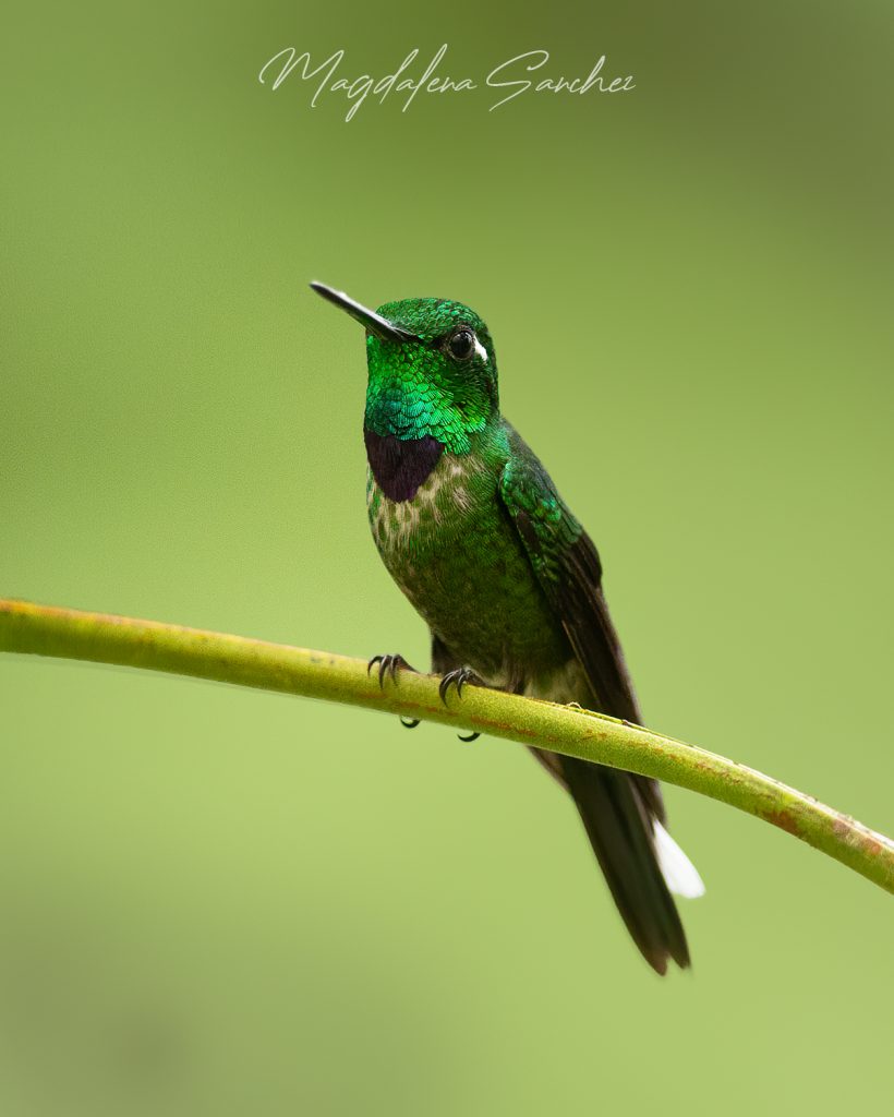 Ecuador Photo Adventure – 10 Days of Birds, Beauty & Friendship | Tropical Photo Tours 70A7235 copy | Tropical Photo Tours