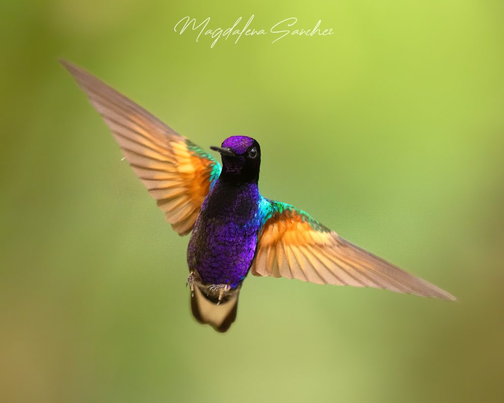 Ecuador Photo Adventure – 10 Days of Birds, Beauty & Friendship | Tropical Photo Tours 70A7397 copy 2 | Tropical Photo Tours