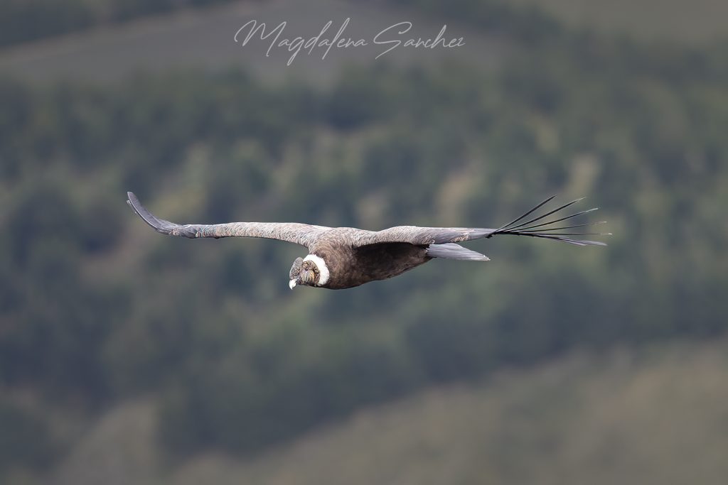 Ecuador Photo Adventure – 10 Days of Birds, Beauty & Friendship | Tropical Photo Tours Andean Condor | Tropical Photo Tours