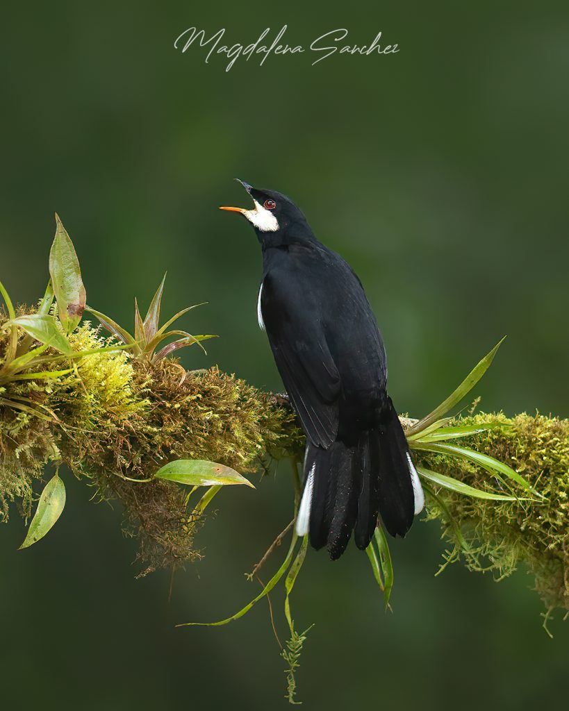 Ecuador Photo Adventure – 10 Days of Birds, Beauty & Friendship | Tropical Photo Tours Black Solitare | Tropical Photo Tours