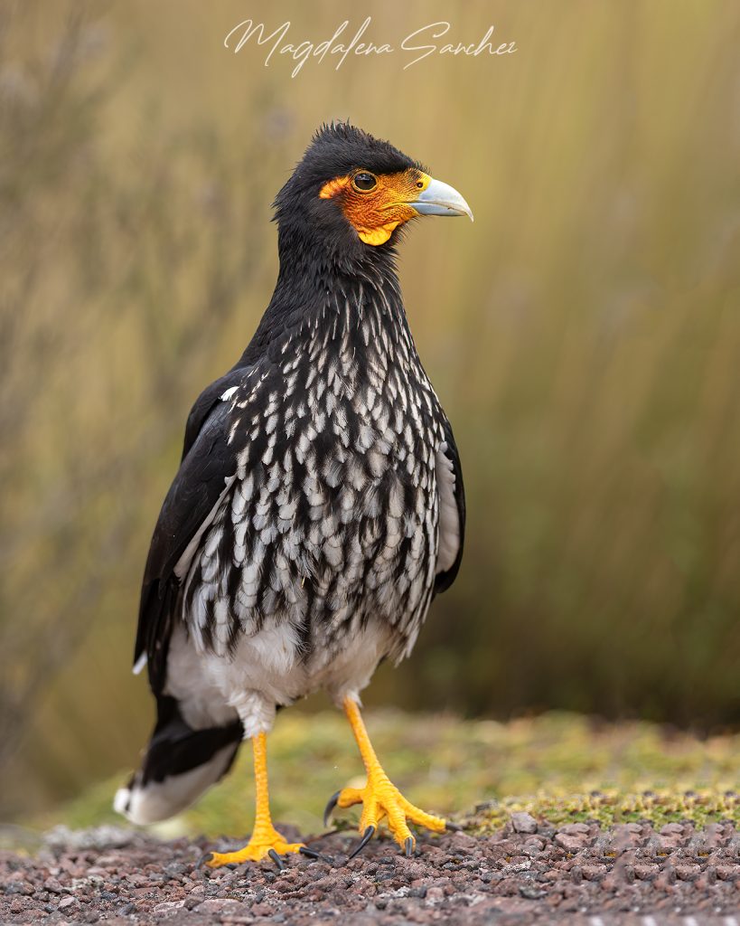 Ecuador Photo Adventure – 10 Days of Birds, Beauty & Friendship | Tropical Photo Tours Carunculated Caracarqa | Tropical Photo Tours
