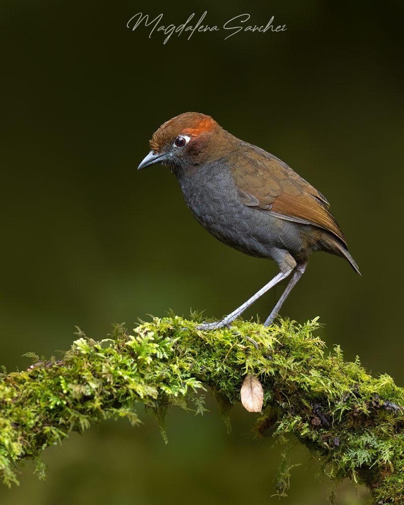 Ecuador Photo Adventure – 10 Days of Birds, Beauty & Friendship | Tropical Photo Tours Chestnut napped Antpitta | Tropical Photo Tours