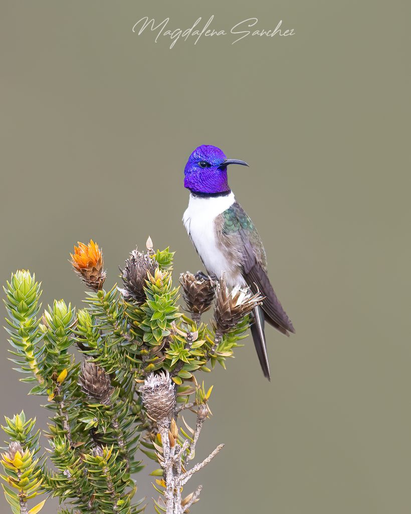 Ecuador Photo Adventure – 10 Days of Birds, Beauty & Friendship | Tropical Photo Tours Ecuadorian Hillstar | Tropical Photo Tours