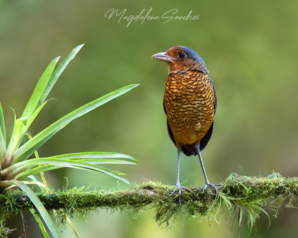Ecuador Photo Adventure – 10 Days of Birds, Beauty & Friendship | Tropical Photo Tours Giant Antipitta | Tropical Photo Tours