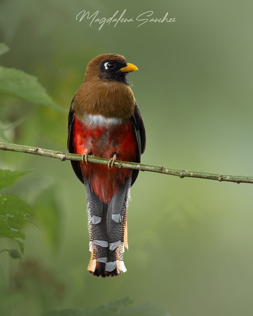 Ecuador Photo Adventure – 10 Days of Birds, Beauty & Friendship | Tropical Photo Tours Masked Trogon | Tropical Photo Tours