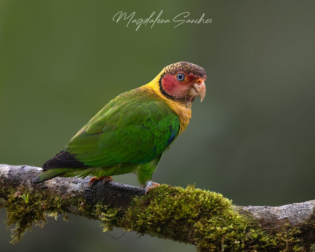 Ecuador Photo Adventure – 10 Days of Birds, Beauty & Friendship | Tropical Photo Tours Rose faced Parrot | Tropical Photo Tours