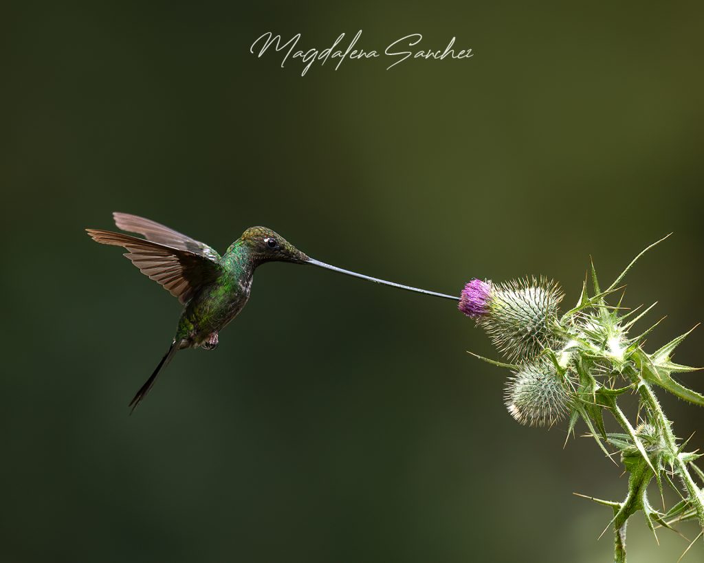 Ecuador Photo Adventure – 10 Days of Birds, Beauty & Friendship | Tropical Photo Tours Sword billed Hummingbird | Tropical Photo Tours