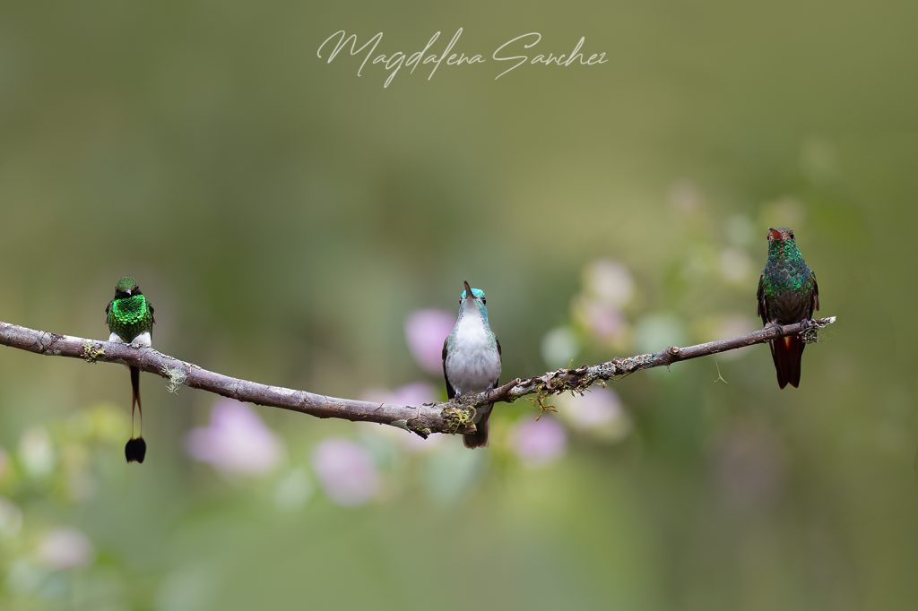 Ecuador Photo Adventure – 10 Days of Birds, Beauty & Friendship | Tropical Photo Tours Three Hummingbird Meeting | Tropical Photo Tours