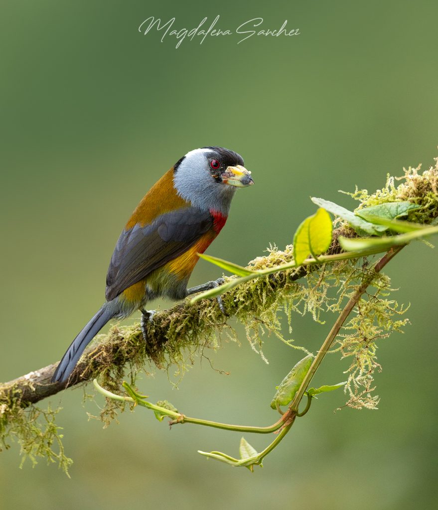 Ecuador Photo Adventure – 10 Days of Birds, Beauty & Friendship | Tropical Photo Tours Toucan Barbet | Tropical Photo Tours
