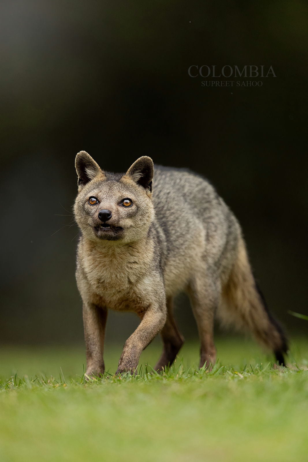 Colombia bird photo tour -1 - tropical photo tours