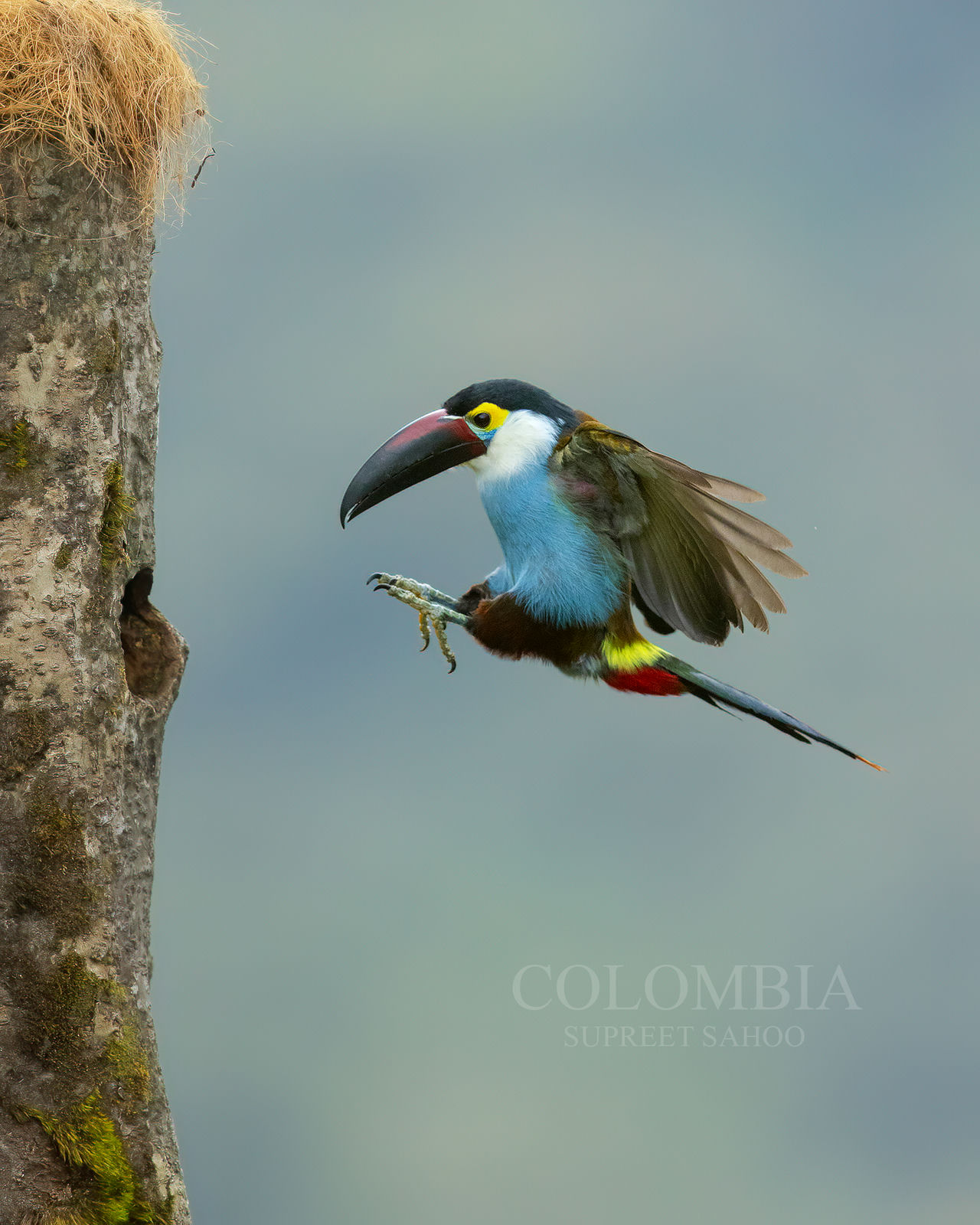 Colombia bird photo tour - tropical photo tours