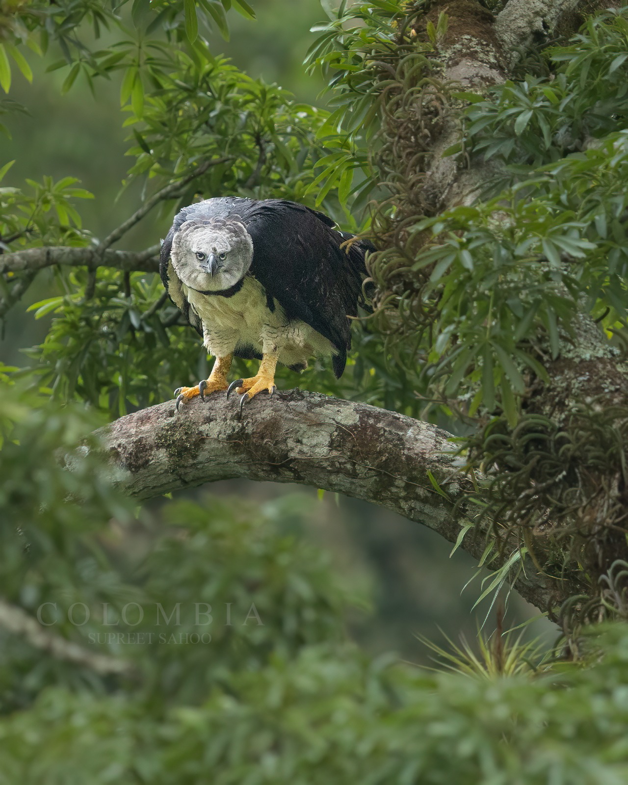 Harpy Eagle Tour | Tropical Photo Tours Harpy Eagle Tour-1