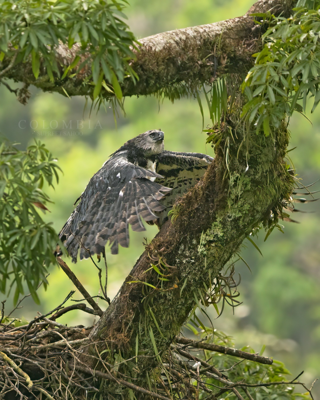 Harpy Eagle Tour | Tropical Photo Tours Harpy Eagle Tour-2