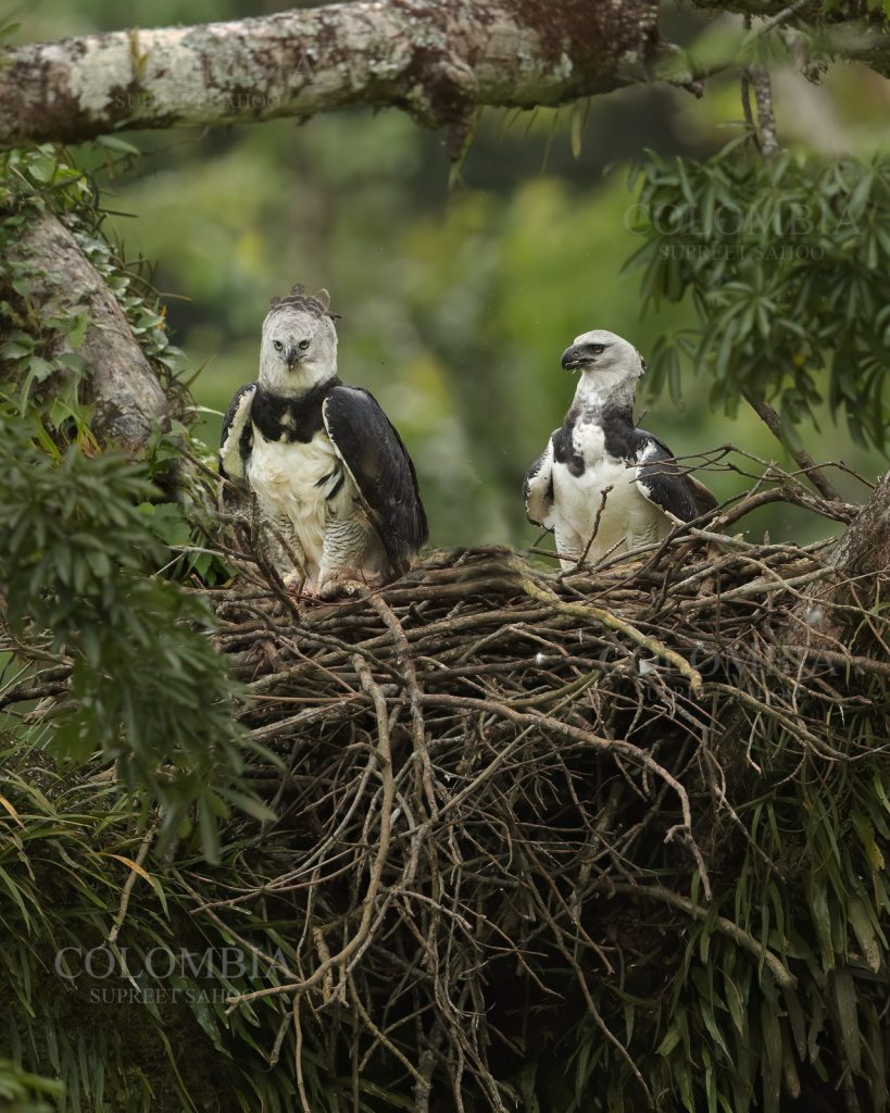 tours and workshops(new) | Tropical Photo Tours Harpy Eagle Tour - Colombia Photo Tour
