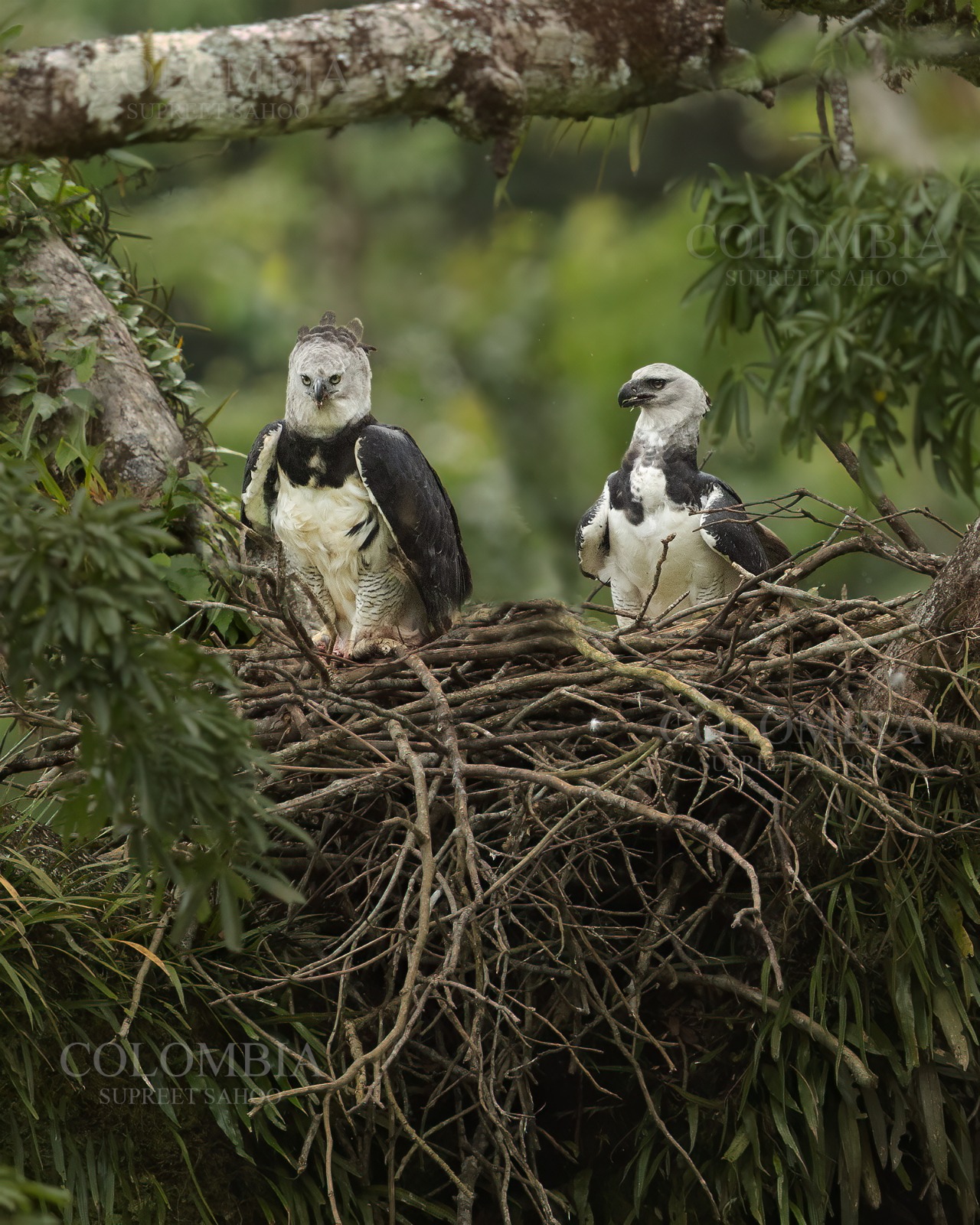 Harpy Eagle Tour | Tropical Photo Tours Harpy Eagle Tour