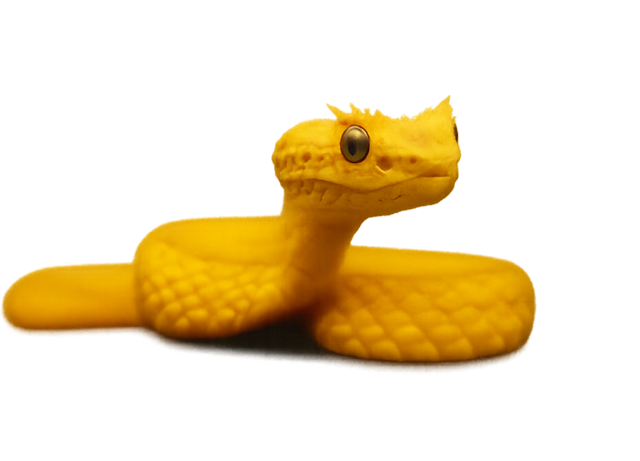 snake image for tropical photo tours 1 | Tropical Photo Tours