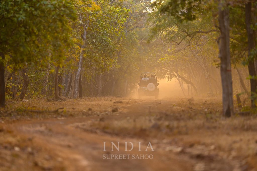 Tiger Trails and River Tales Our Tadoba Wildlife Spectacular 2025 Recap 2 | Tropical Photo Tours