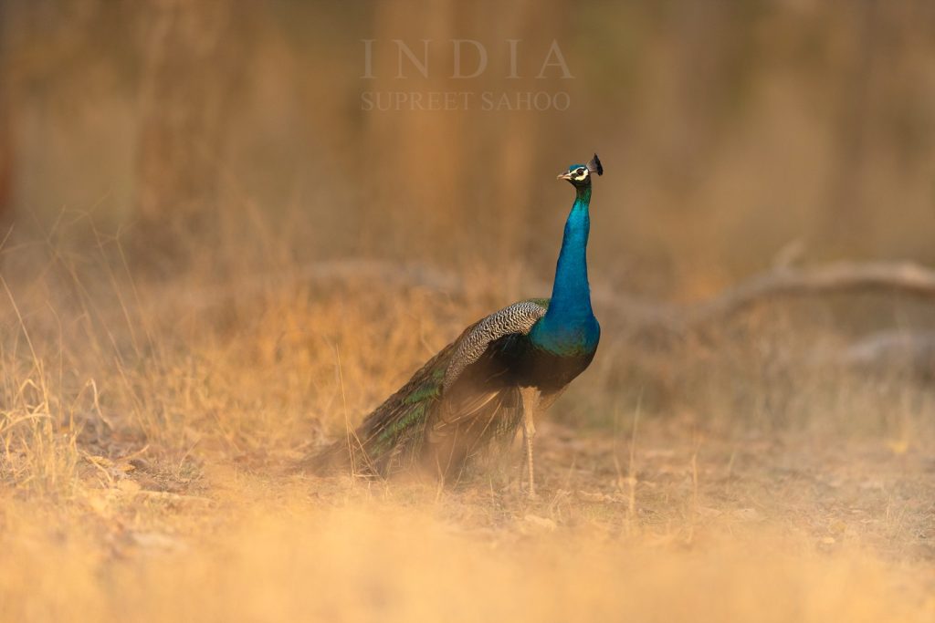 Tiger Trails and River Tales Our Tadoba Wildlife Spectacular 2025 Recap 5 | Tropical Photo Tours