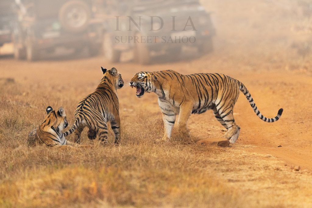 Tiger Trails and River Tales Our Tadoba Wildlife Spectacular 2025 Recap 7 | Tropical Photo Tours