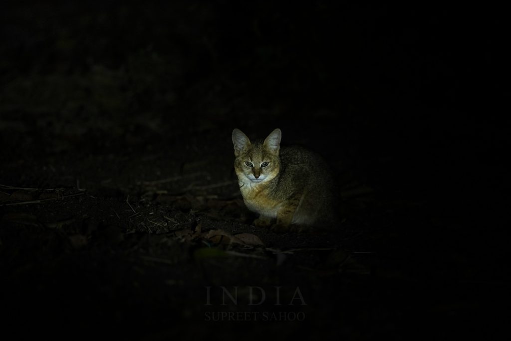 Tiger Trails and River Tales Our Tadoba Wildlife Spectacular 2025 Recap 9 | Tropical Photo Tours