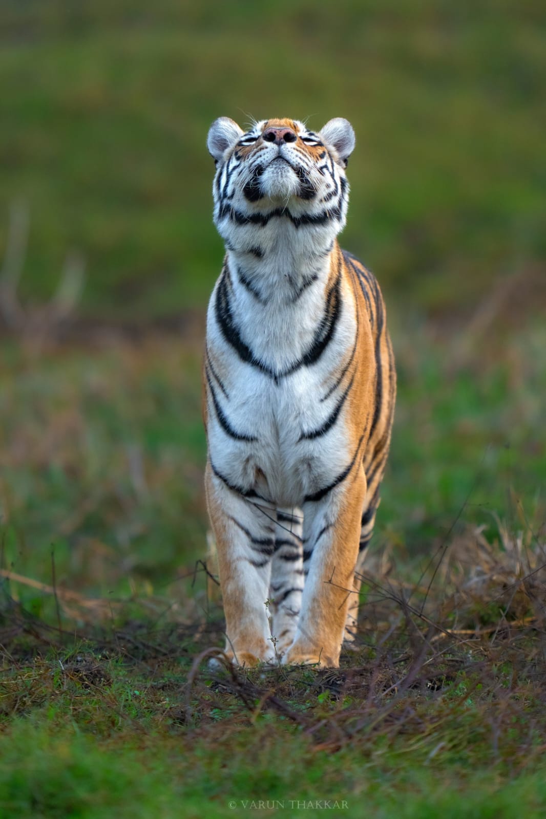 Wild Escape to Panna Tiger Reserve (10)