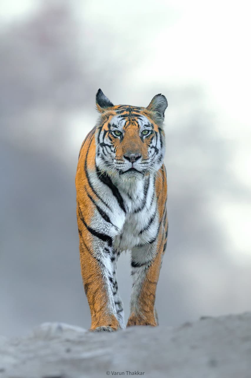 Wild Escape to Panna Tiger Reserve (2)