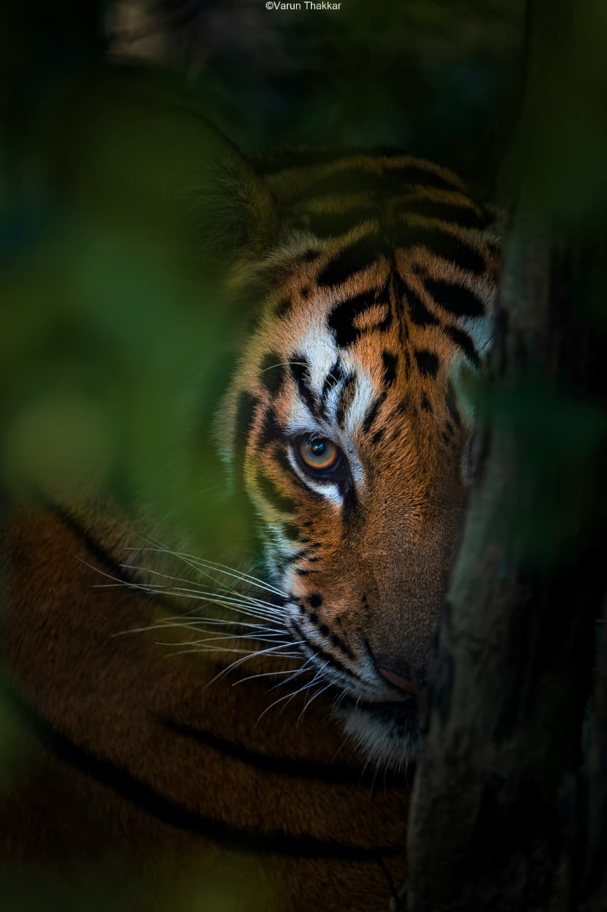 Wild Escape to Panna Tiger Reserve (3)