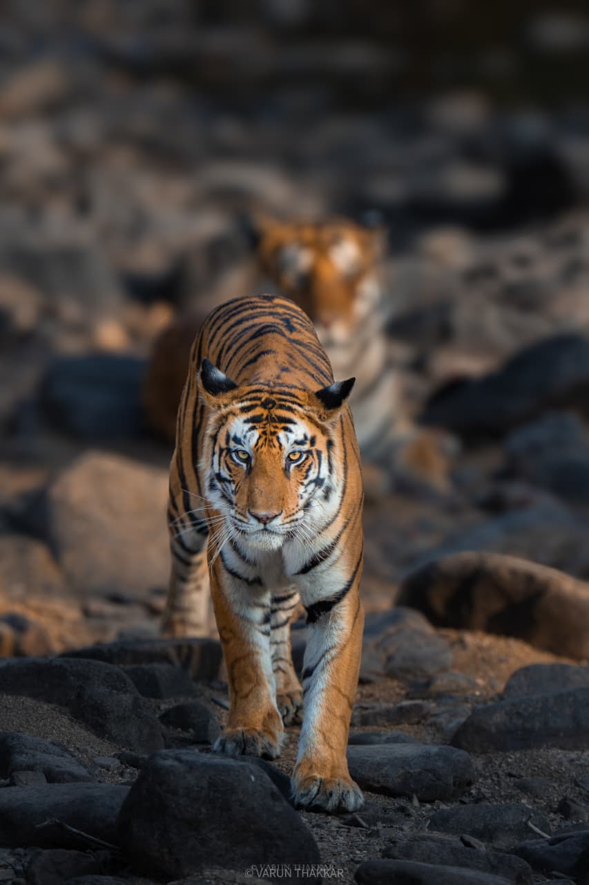 Wild Escape to Panna Tiger Reserve (4)