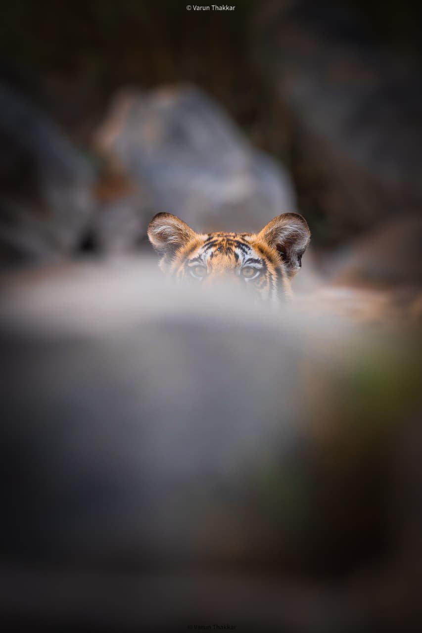 Wild Escape to Panna Tiger Reserve (7)