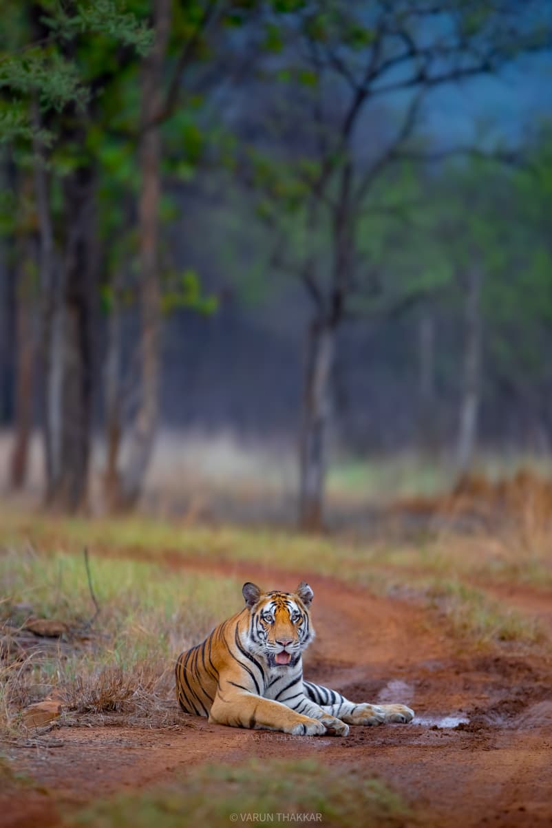 Wild Escape to Panna Tiger Reserve (8)