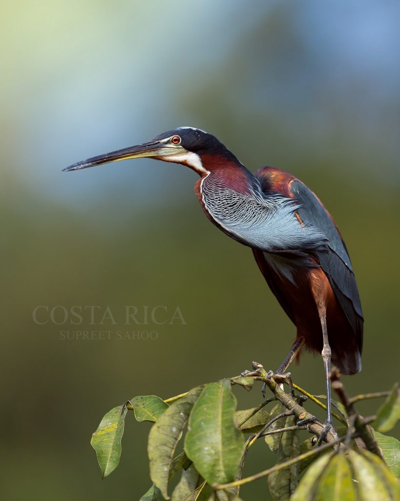 A clean profile showing the rich colors, fine neck pattern, and elegant structure of the Agami Heron.
