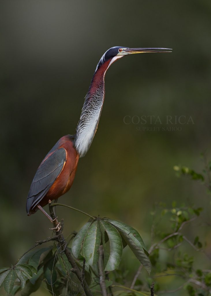 An Agami Heron perched quietly inside the rookery, surrounded by wetland vegetation.